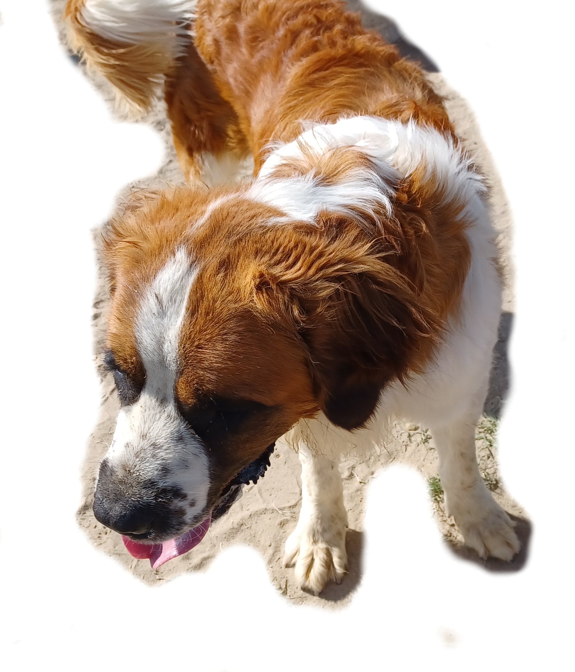 Enlarge PRINCE, a Adoptable Saint Bernard in Sparks, NV image 1/3
