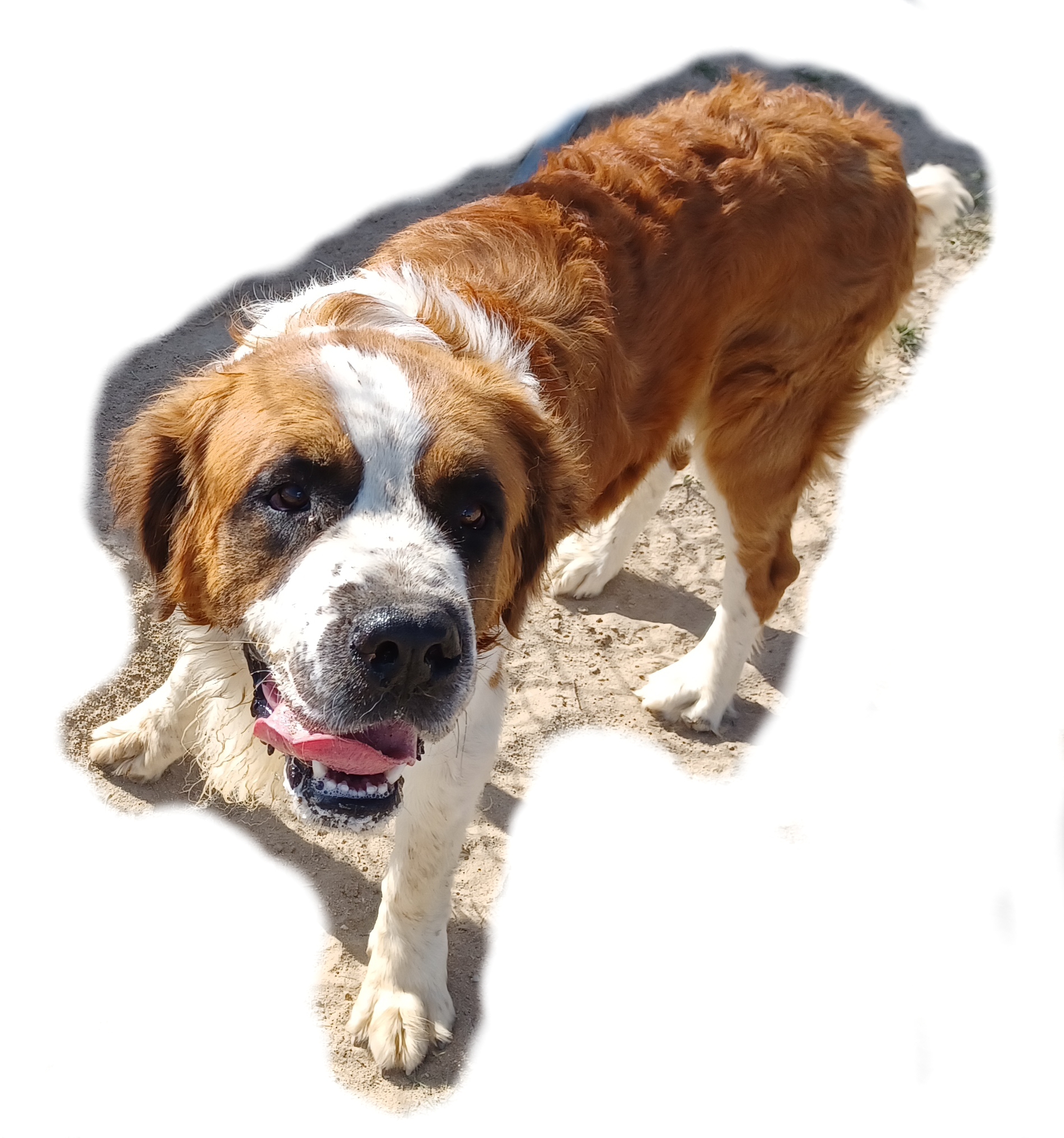 Enlarge PRINCE, a Adoptable Saint Bernard in Sparks, NV image 2/3
