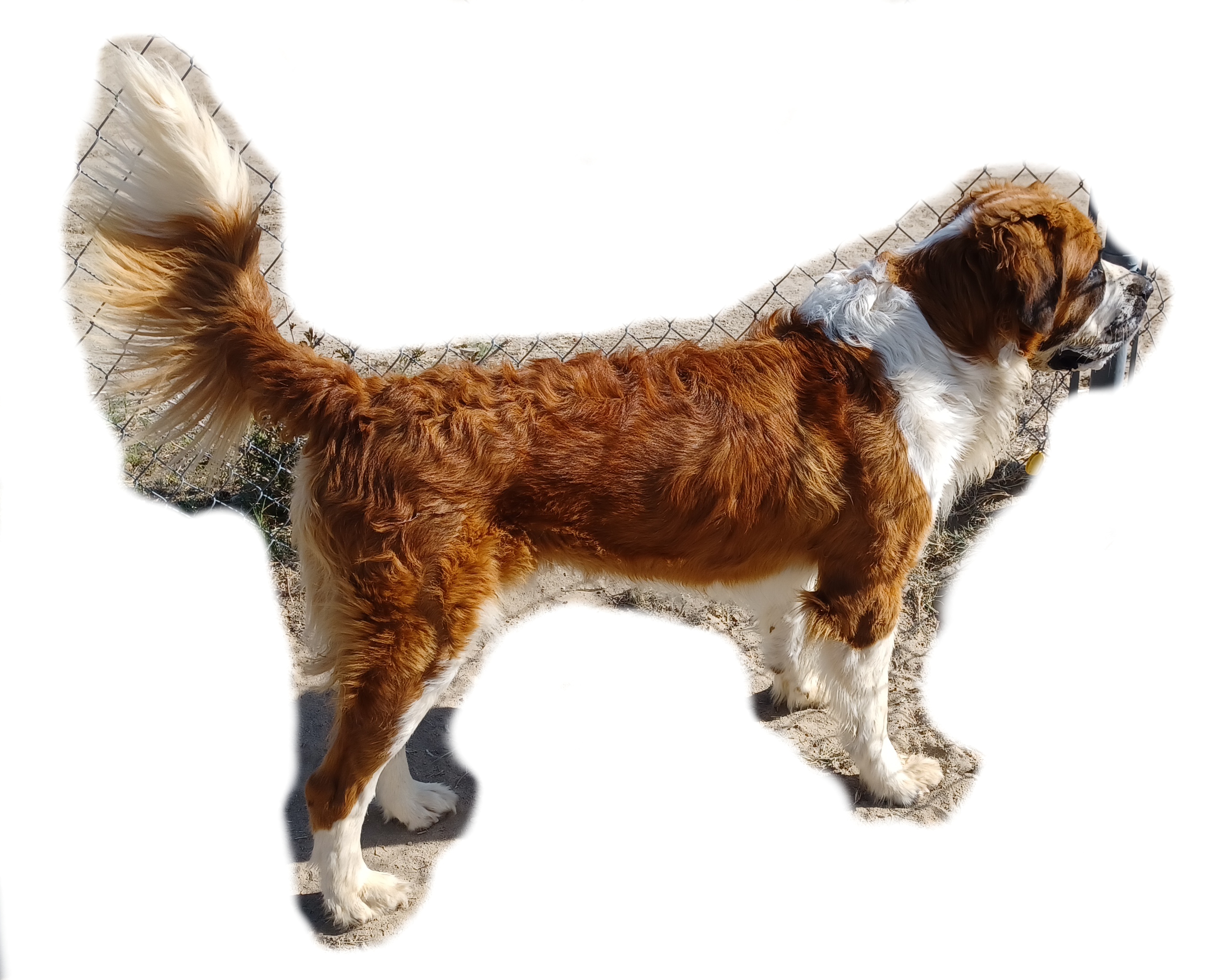 Enlarge PRINCE, a Adoptable Saint Bernard in Sparks, NV image 3/3