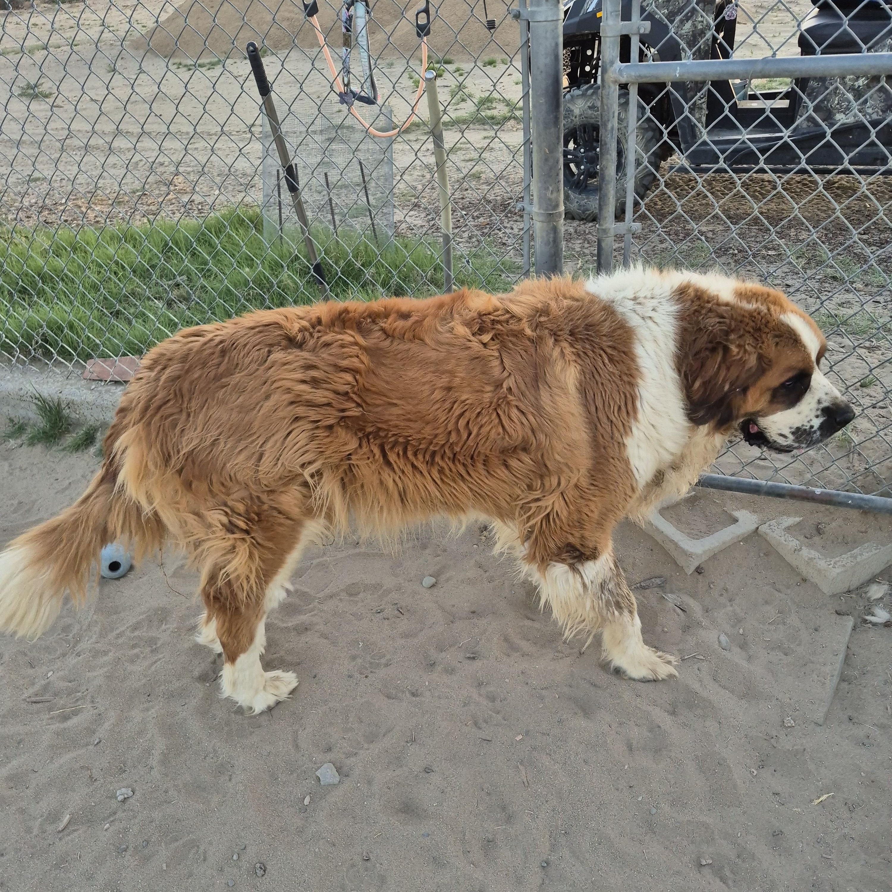 PRINCE, a Adoptable Saint Bernard in Sparks, NV image 2/3