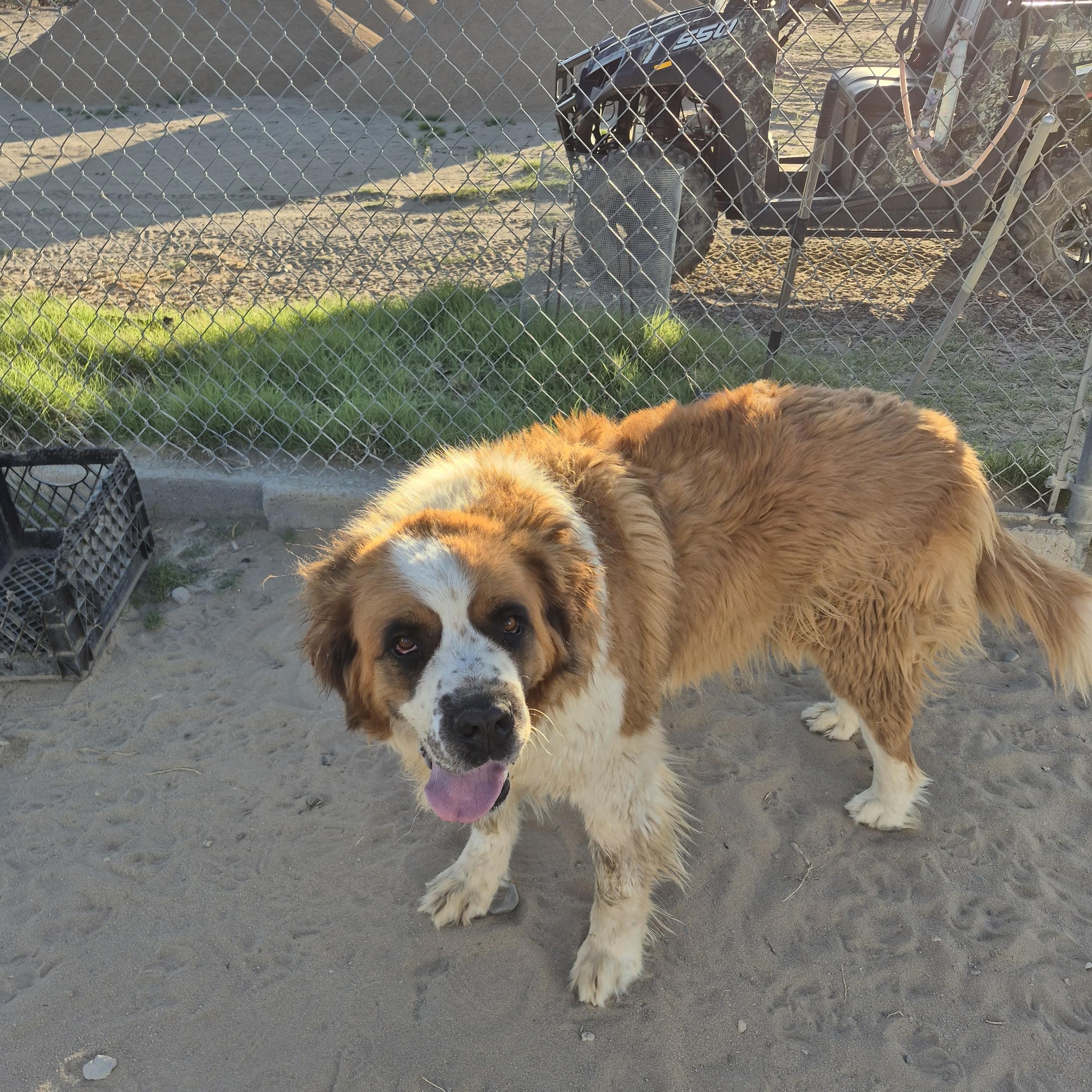 PRINCE, a Adoptable Saint Bernard in Sparks, NV image 3/3