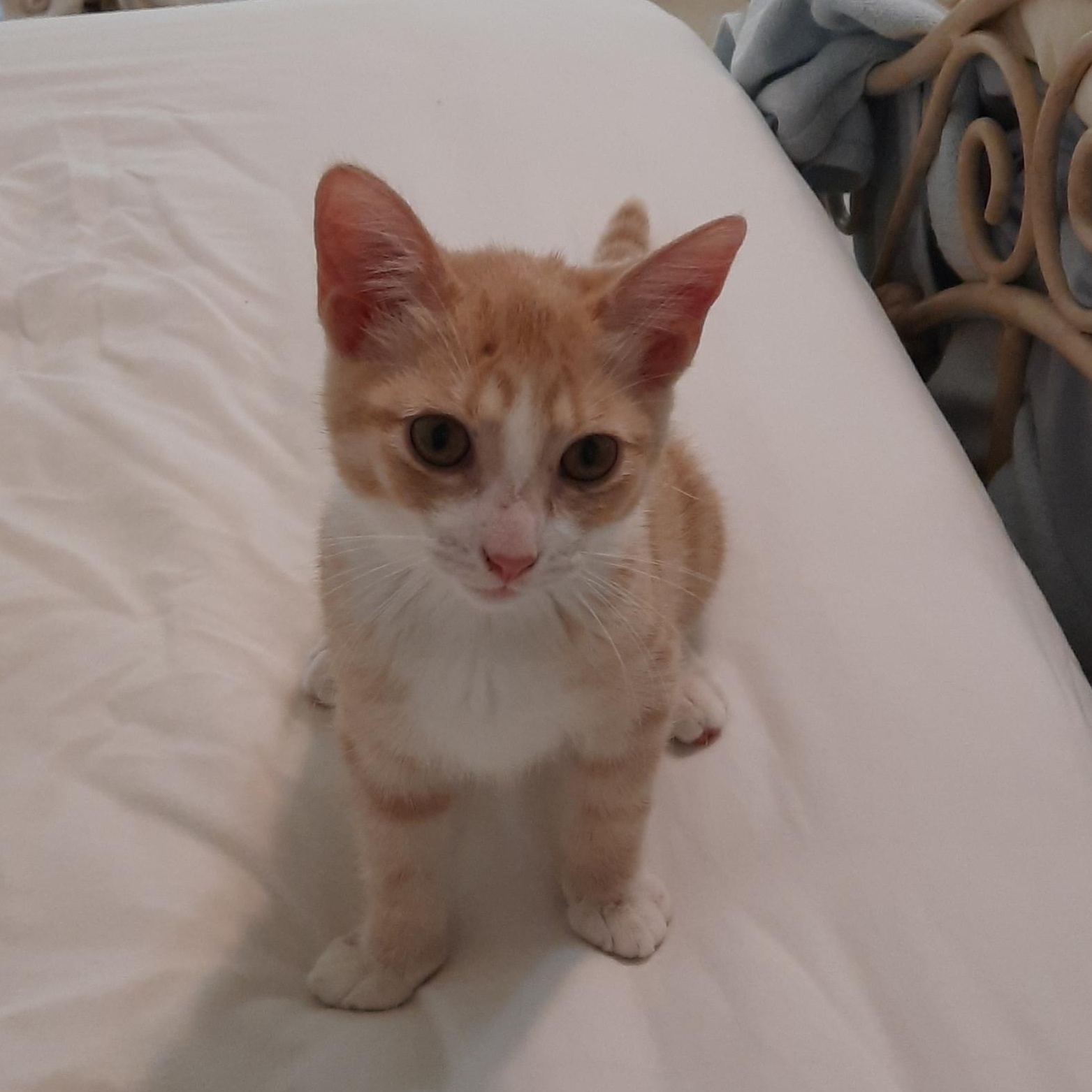 Pippi