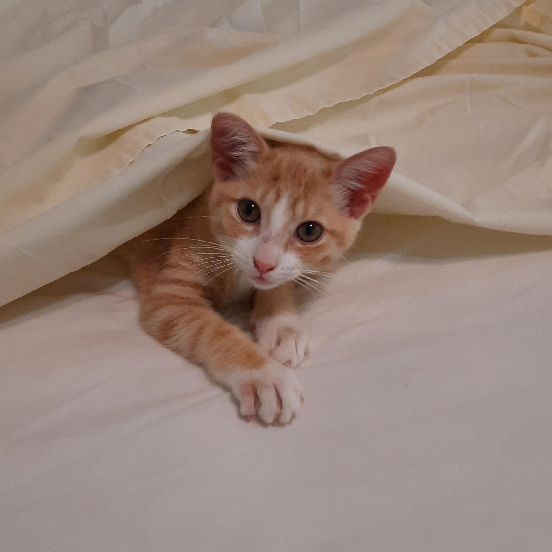 Pippi