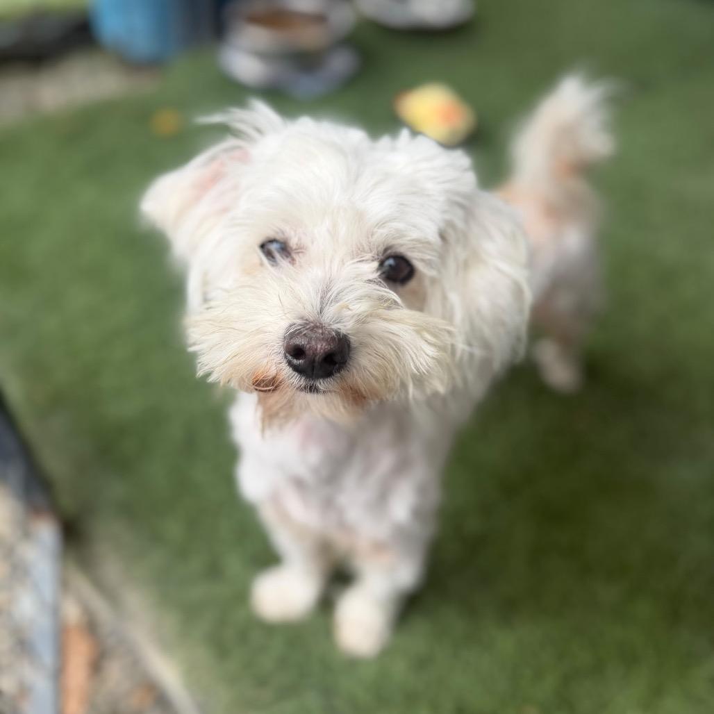 Frosty, Adoptable, Adult Male Maltese & Yorkshire Terrier.