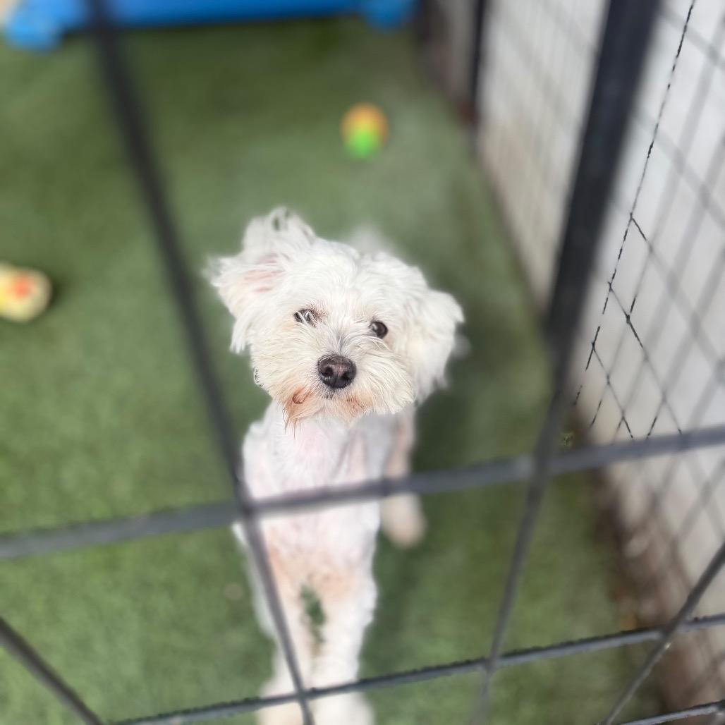 Enlarge Frosty, a Adoptable mixed breed in San Pablo, CA image 2/2