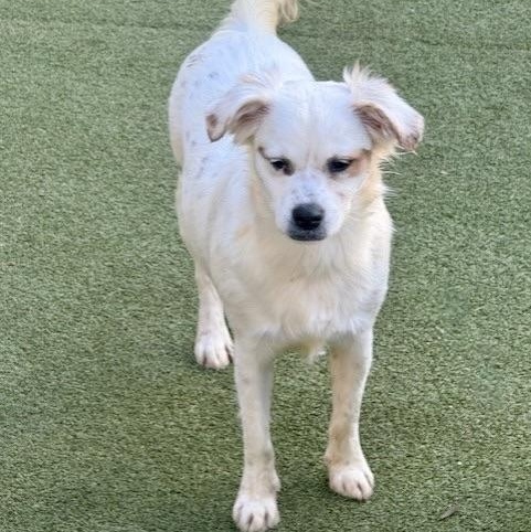 Enlarge AYLESBURY, a Adoptable mixed breed in glastonbury, CT image 4/5