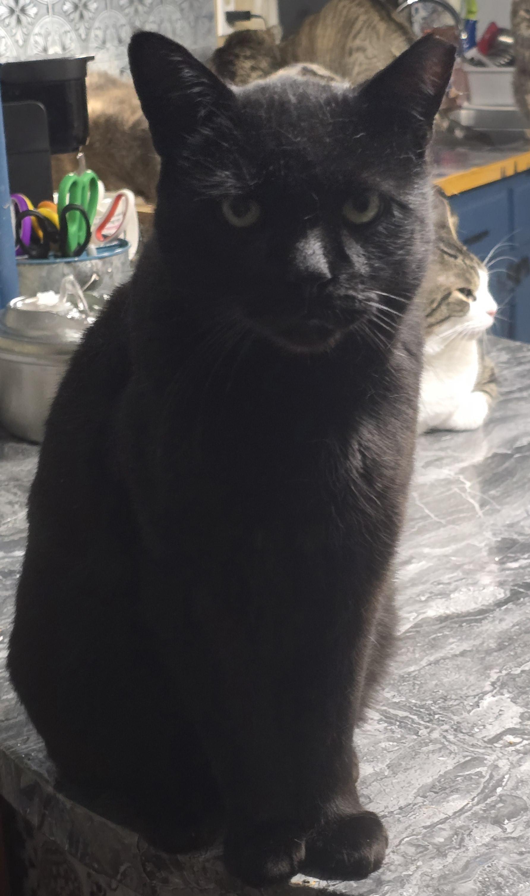 Cole, an adoptable Domestic Short Hair in Carthage, NY, 13619 | Photo Image 1