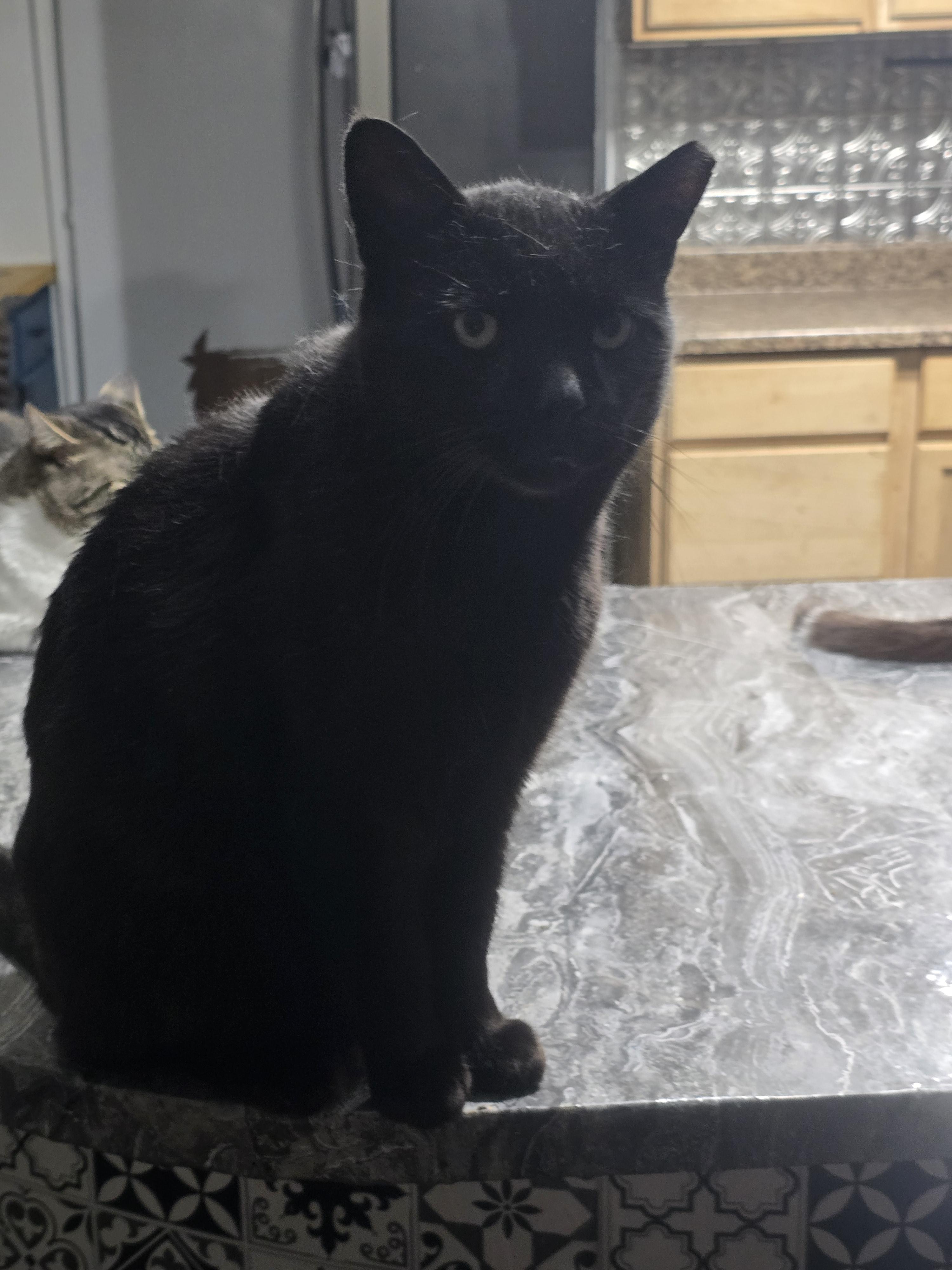 Cole, an adoptable Domestic Short Hair in Carthage, NY, 13619 | Photo Image 2