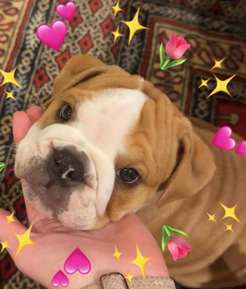 Eclipse, Adoptable, Young Female English Bulldog.