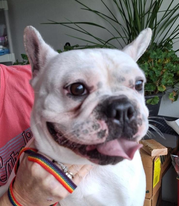 Yuki, adoptable, Adult Female French Bulldog.