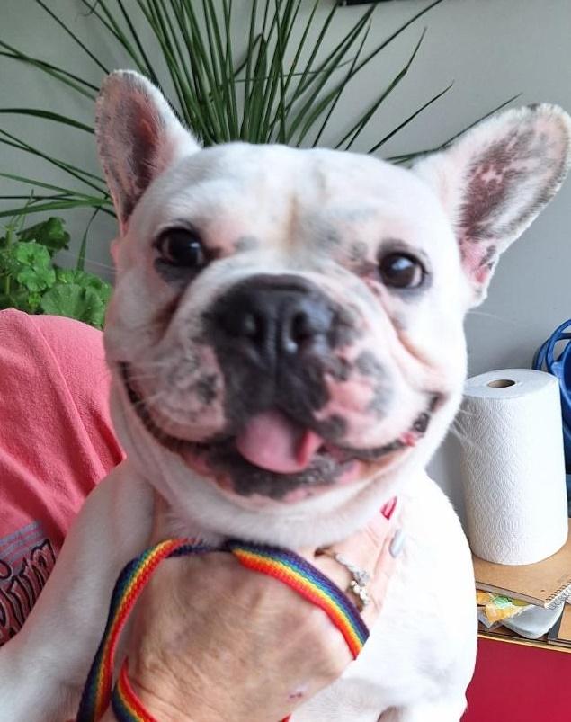 Enlarge Yuki, an adoptable French Bulldog in Salem, OR image 2/2