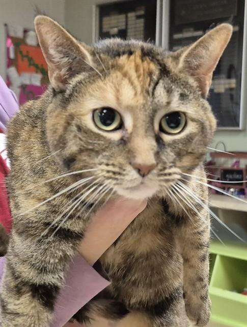 IZZY, Adoptable, Young Female Domestic Medium Hair.