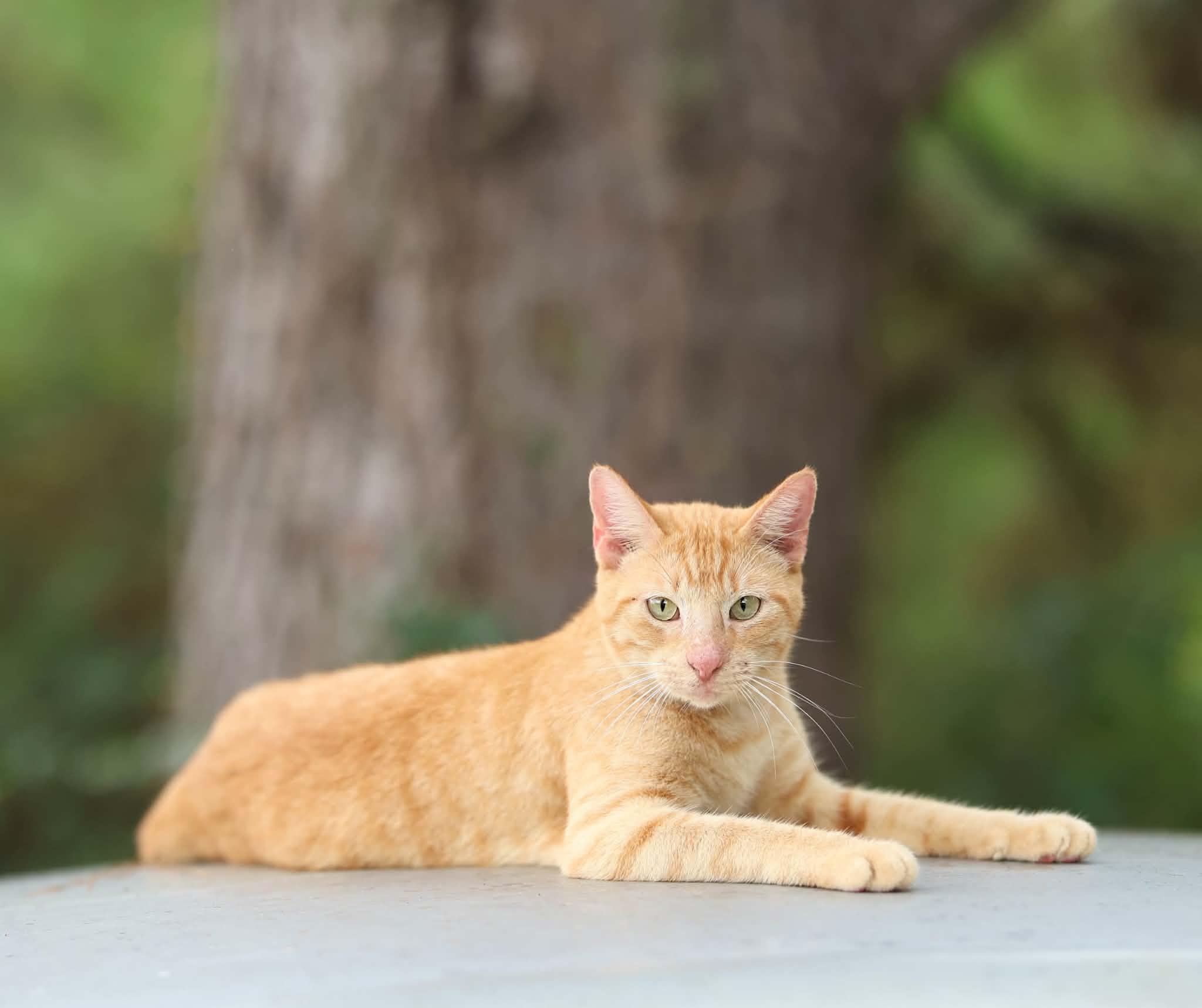 Enlarge Sunkist, a Adoptable Domestic Short Hair in Albany, NY image 3/3