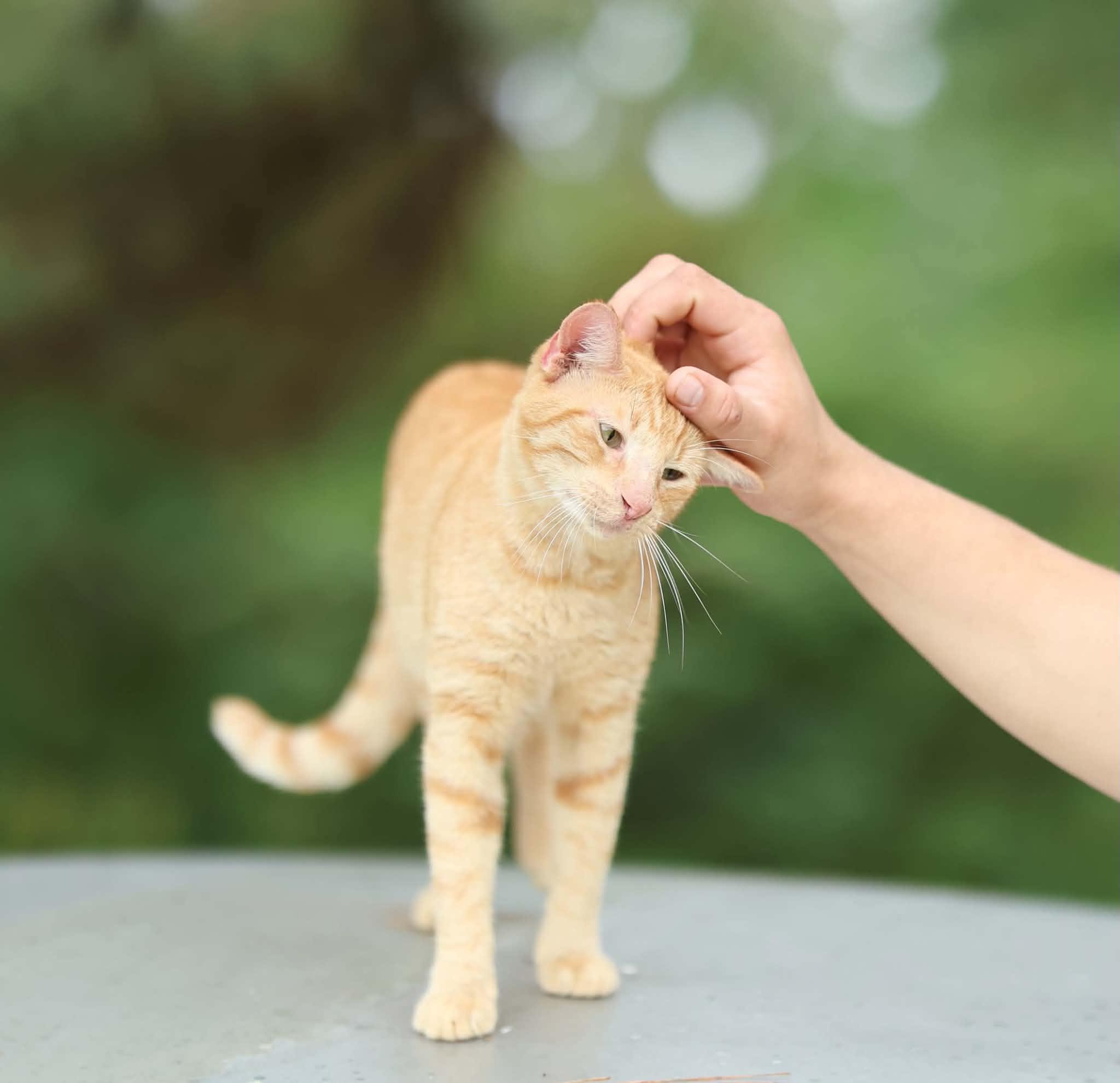 Enlarge Sunkist, a Adoptable Domestic Short Hair in Albany, NY image 2/3