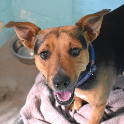 Enlarge Taylor, a ADOPTABLE German Shepherd Dog in Flagstaff, AZ image 1/1