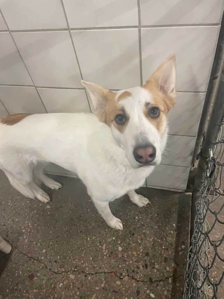 Enlarge Freya, a Adoptable mixed breed in Rock Springs, WY image 1/1