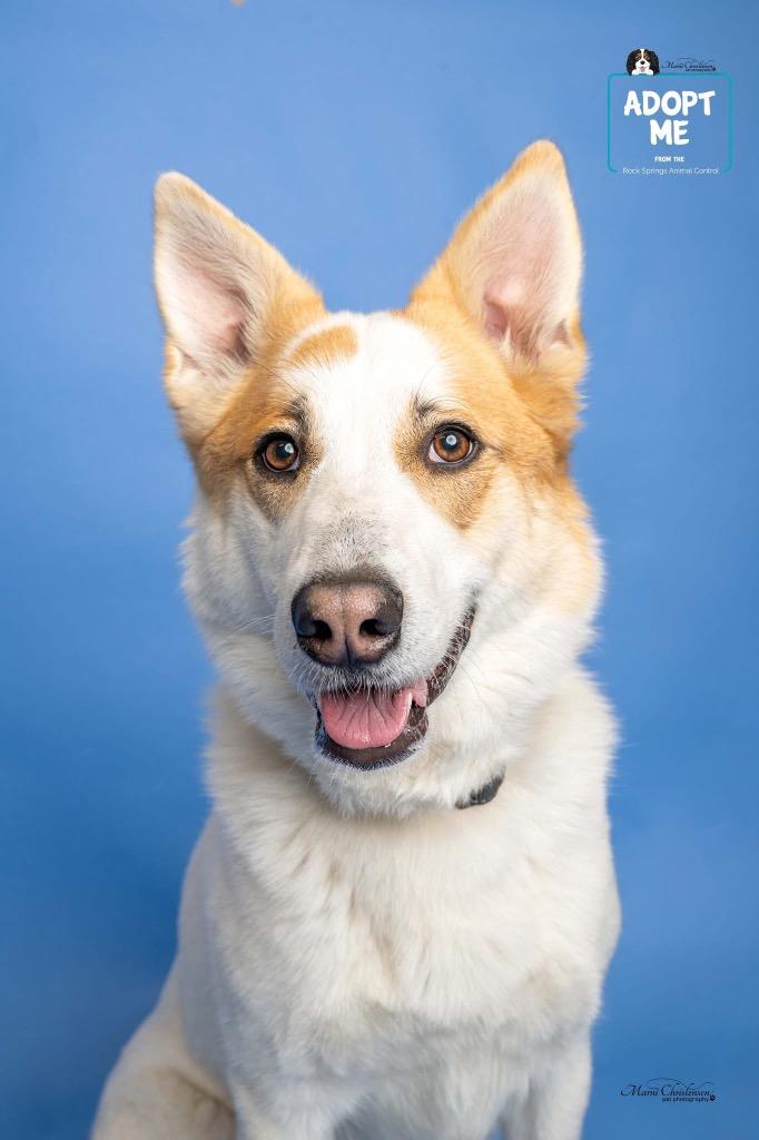 Enlarge Freya, a Adoptable mixed breed in Rock Springs, WY image 2/4