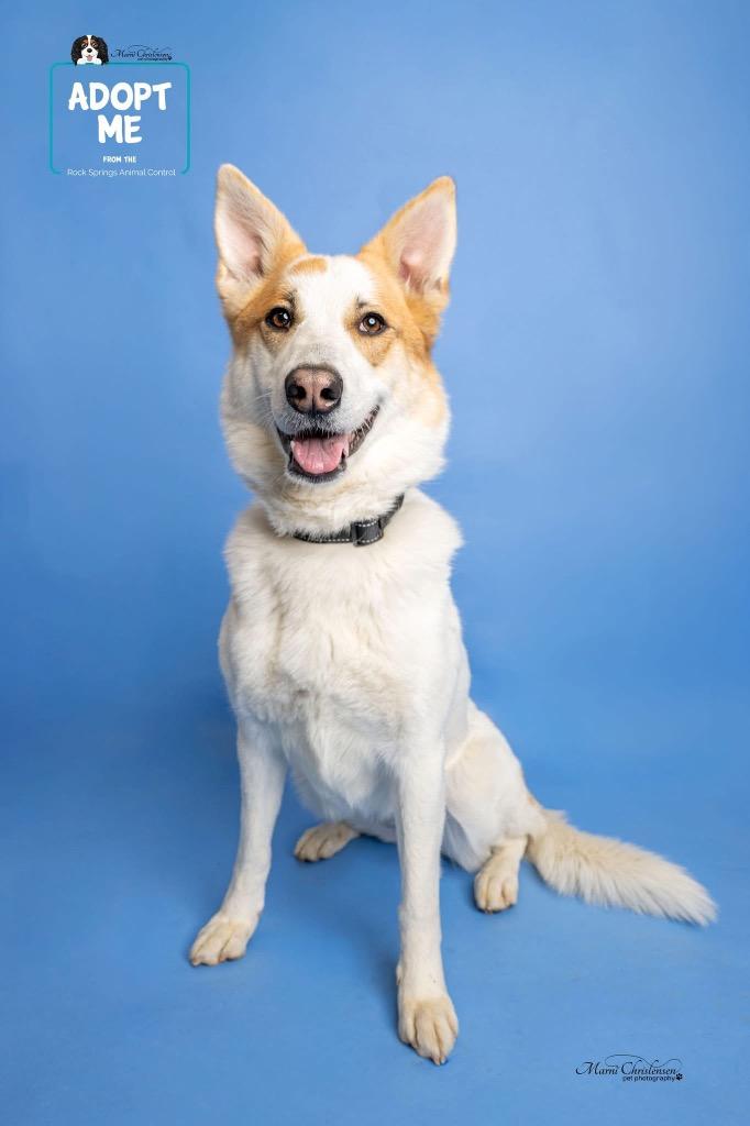 Enlarge Freya, a Adoptable mixed breed in Rock Springs, WY image 3/4