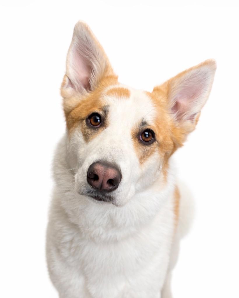 Enlarge Freya, a Adoptable mixed breed in Rock Springs, WY image 4/4