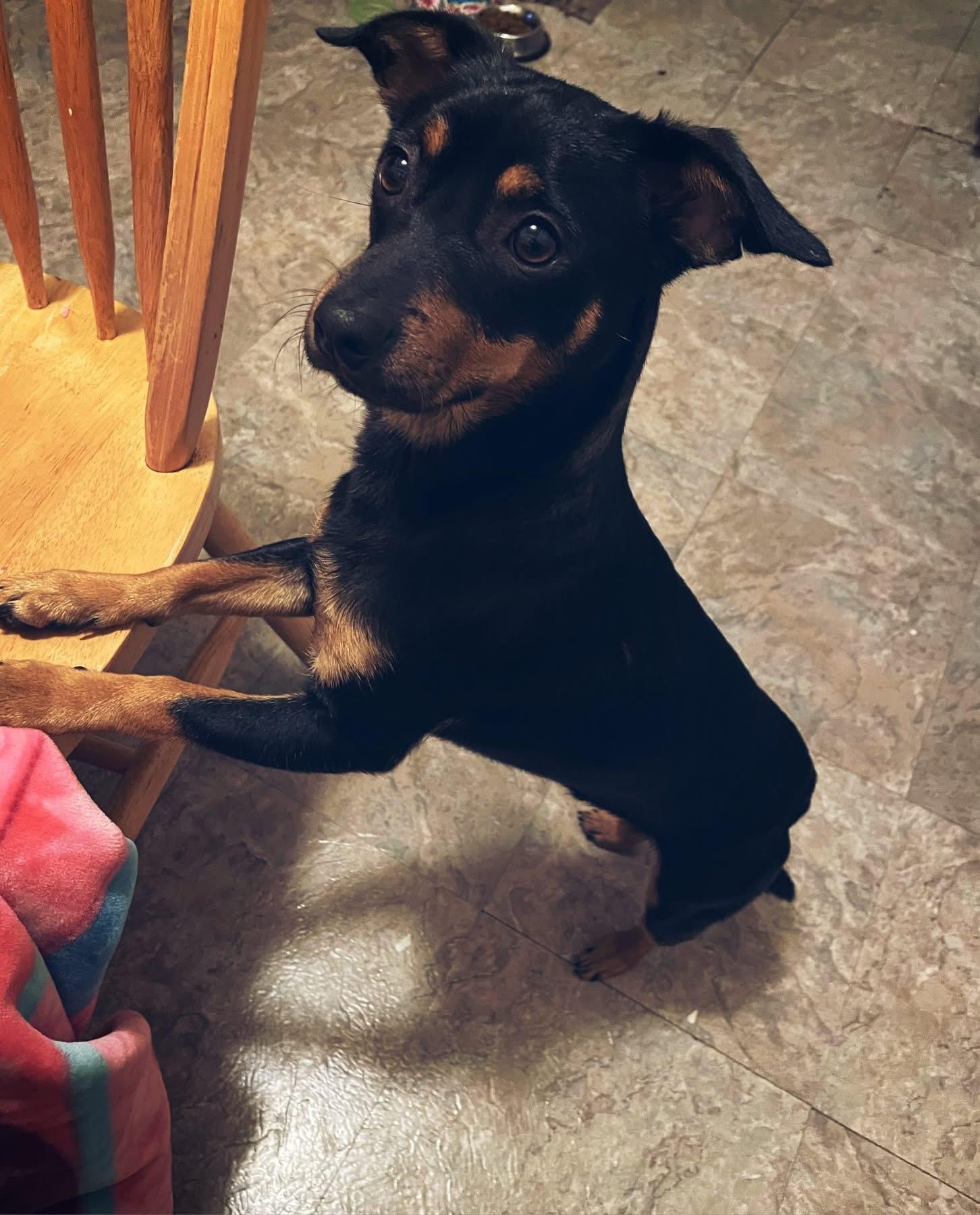 Buddy, adopted, Adult Male Miniature Pinscher.