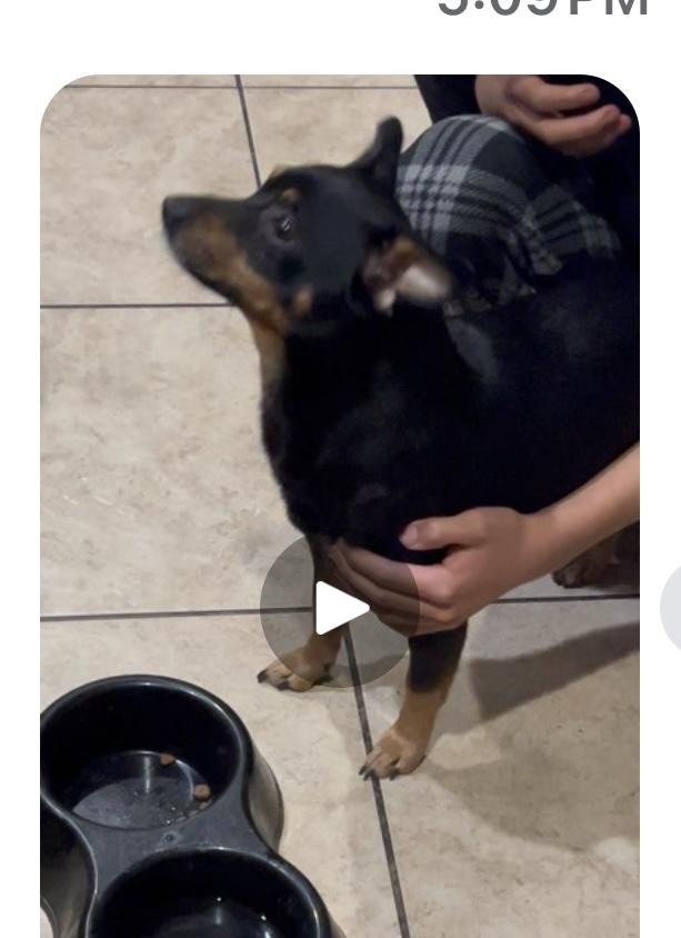 Enlarge Buddy, an adopted Miniature Pinscher in Carlsbad, CA image 2/6