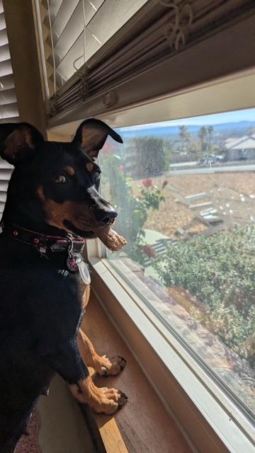 Enlarge Buddy, an adopted Miniature Pinscher in Carlsbad, CA image 3/6