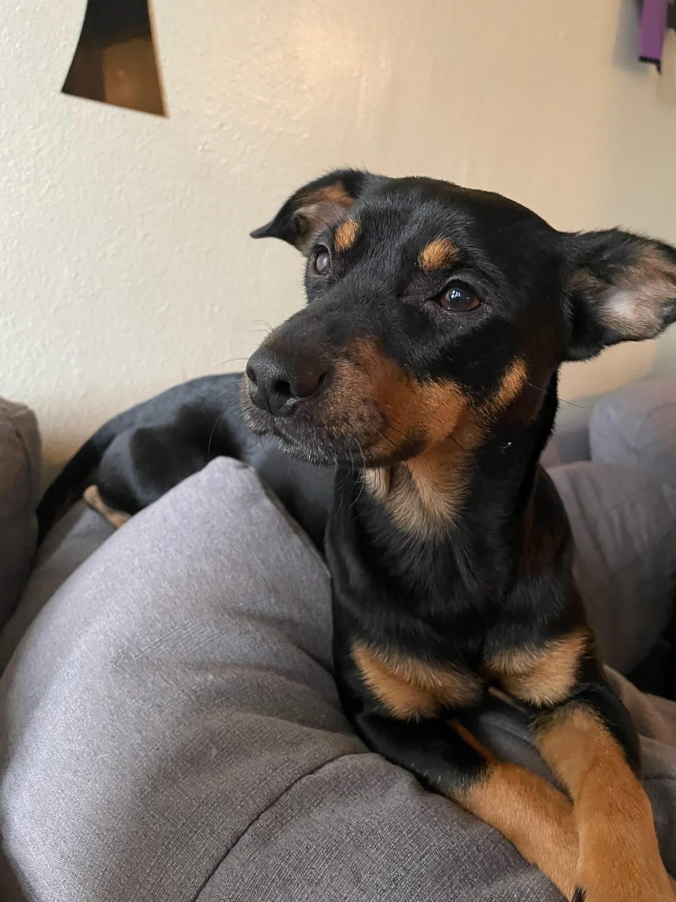 Buddy, adopted, Adult Male Miniature Pinscher.