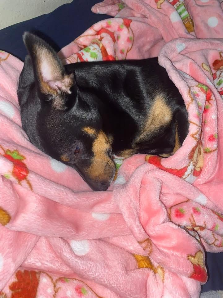 Enlarge Buddy, an adopted Miniature Pinscher in Carlsbad, CA image 5/6