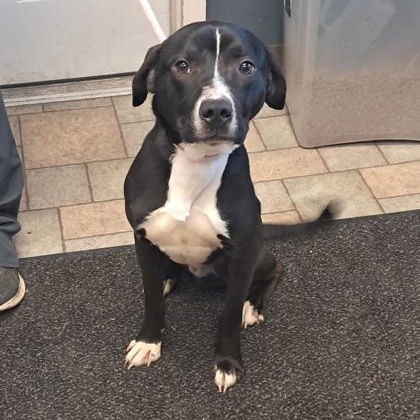 Frisco, ADOPTABLE, Young Male Black Labrador Retriever.