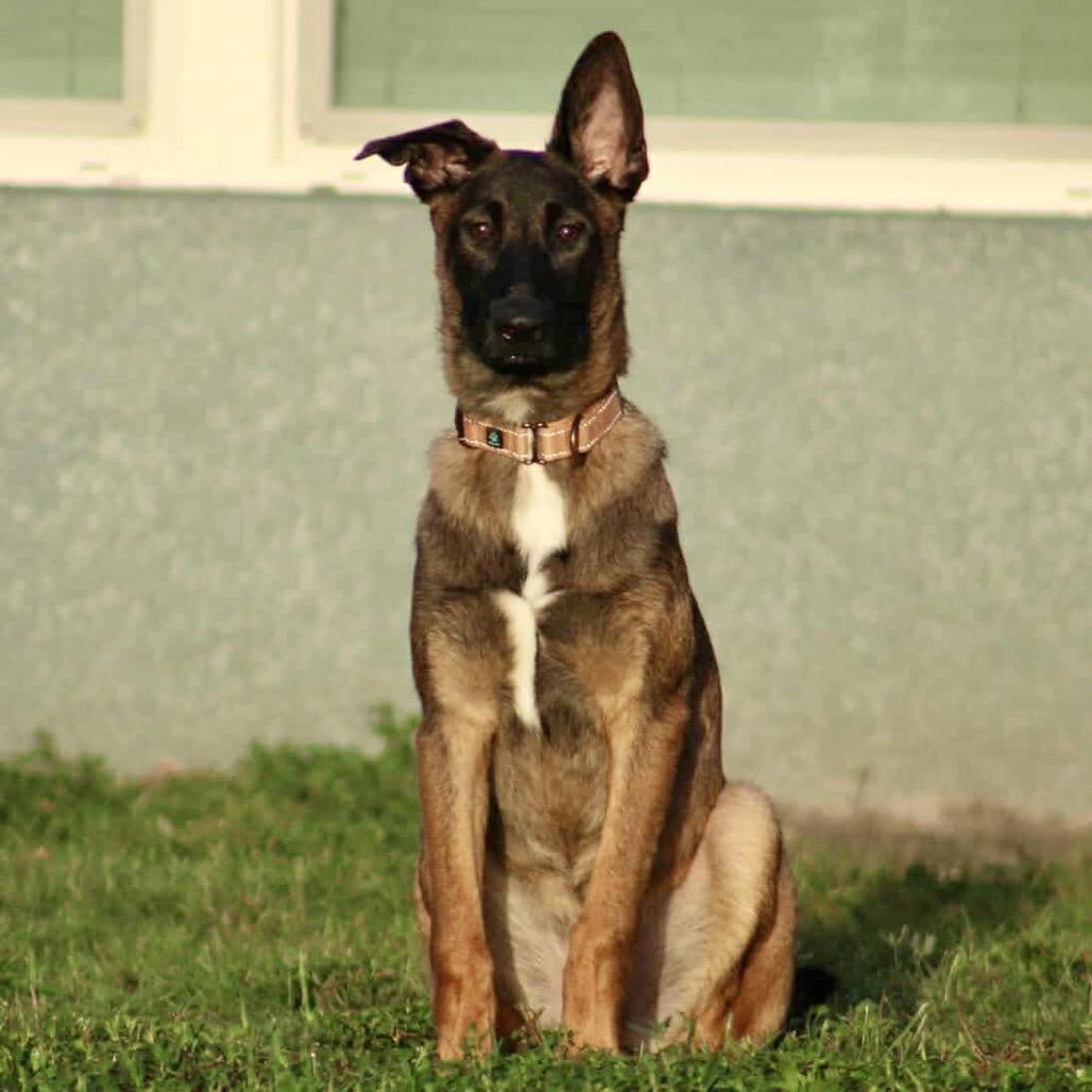 Brad, a Adoptable Mixed Breed in North Port, FL image 1/5