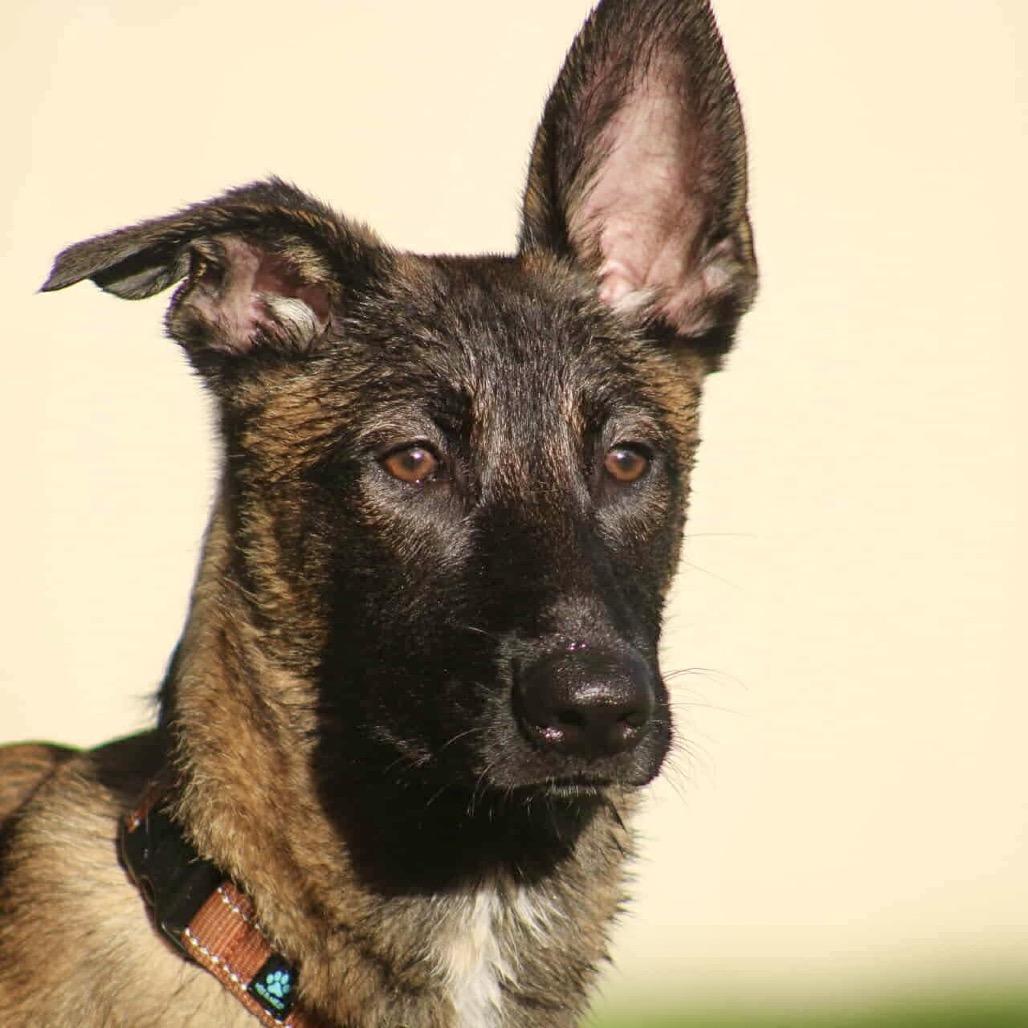 Brad, a Adoptable Mixed Breed in North Port, FL image 4/5