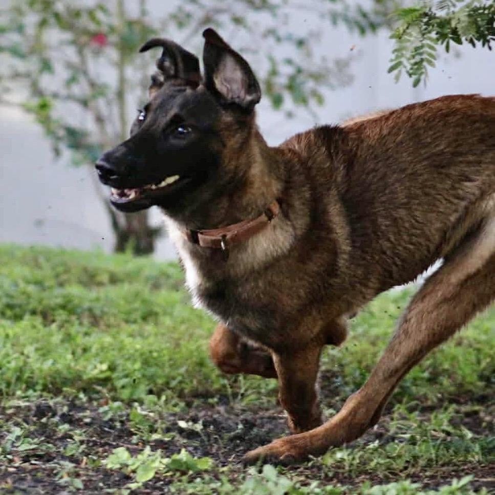 Brad, a Adoptable Mixed Breed in North Port, FL image 5/5