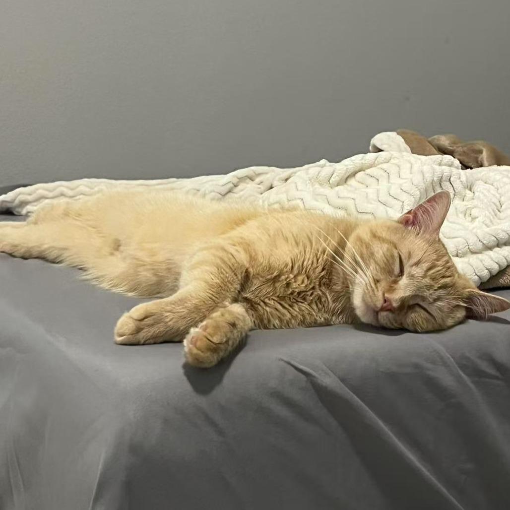 Mac, Adoptable, Adult Male Domestic Short Hair.