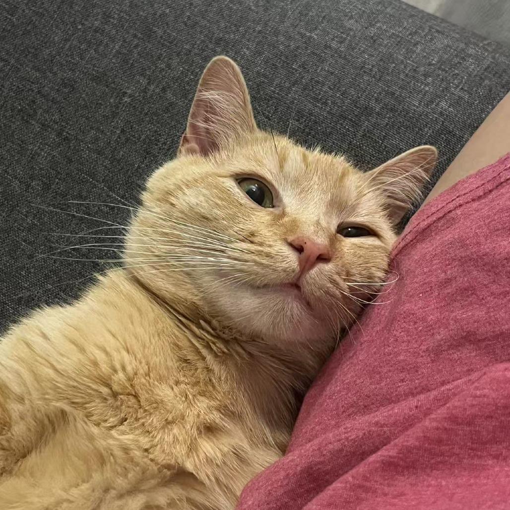 Enlarge Mac, a Adoptable Domestic Short Hair in Durham, NC image 2/5