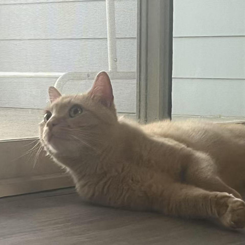 Enlarge Mac, a Adoptable Domestic Short Hair in Durham, NC image 3/5