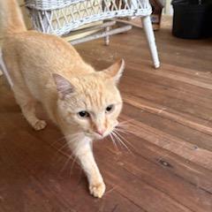 Enlarge Mac, a Adoptable Domestic Short Hair in Durham, NC image 4/5