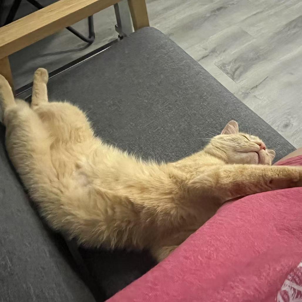 Enlarge Mac, a Adoptable Domestic Short Hair in Durham, NC image 5/5