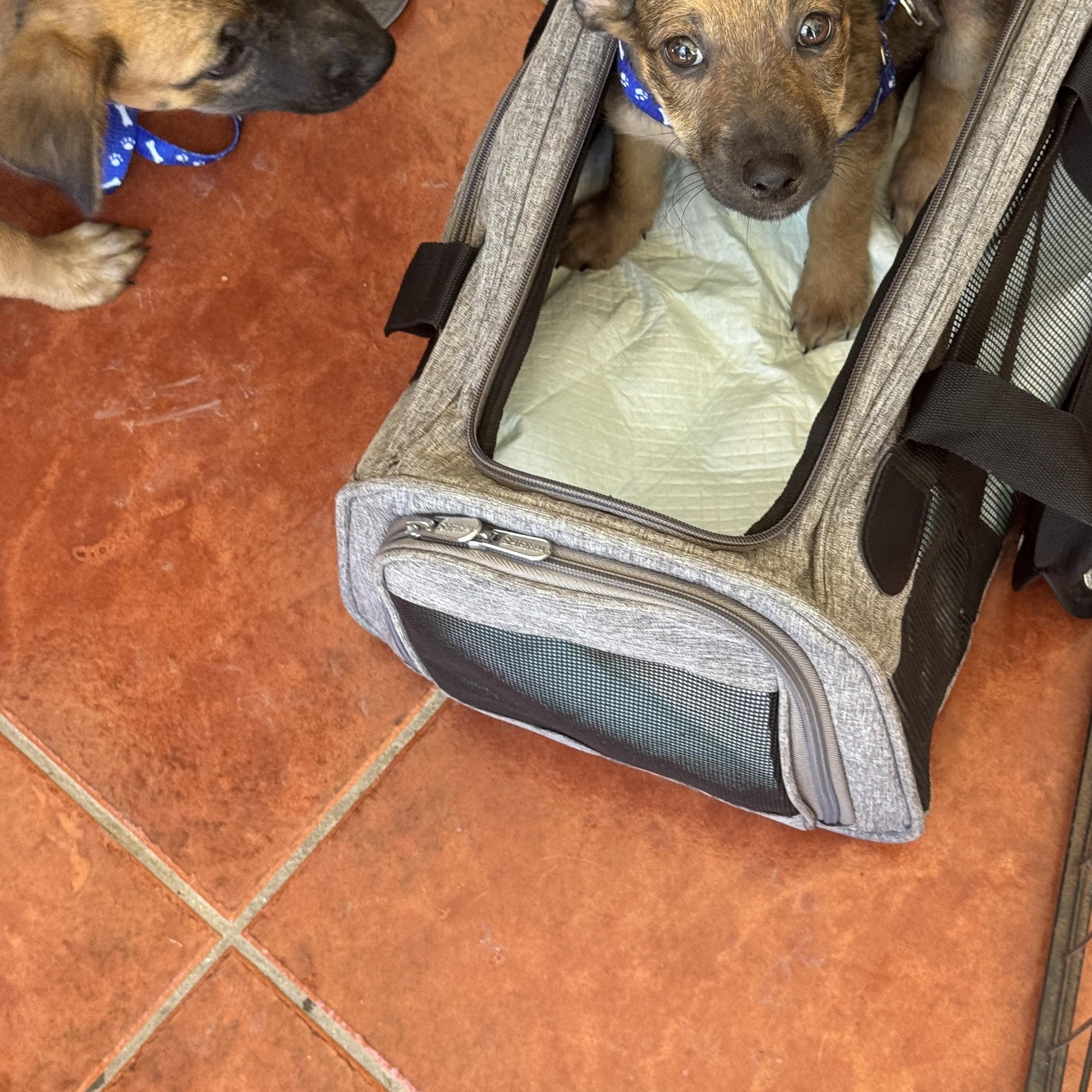 Enlarge Romulus , an adopted mixed breed in Rincon, PR image 5/5