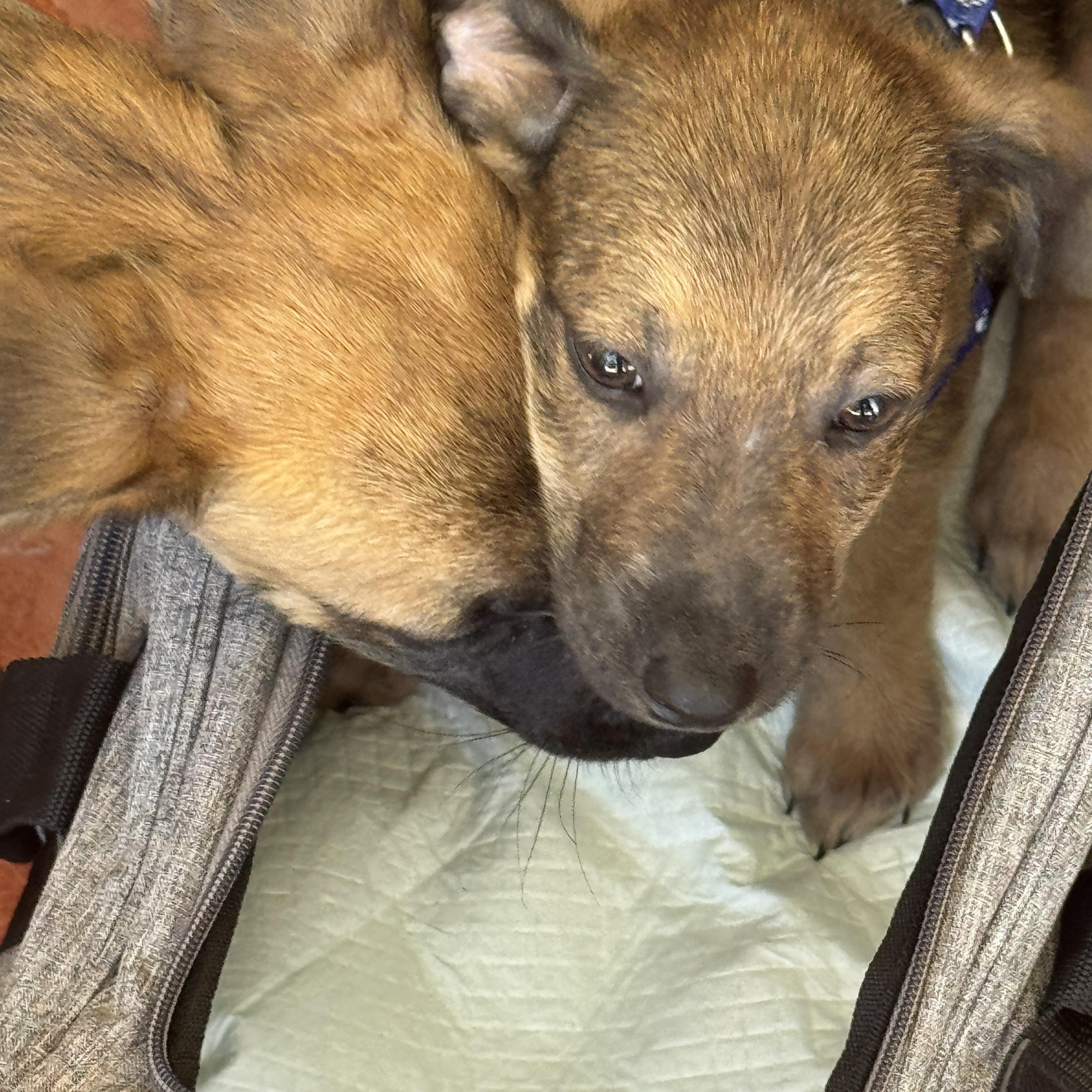 Enlarge Romulus , an adopted mixed breed in Rincon, PR image 3/5