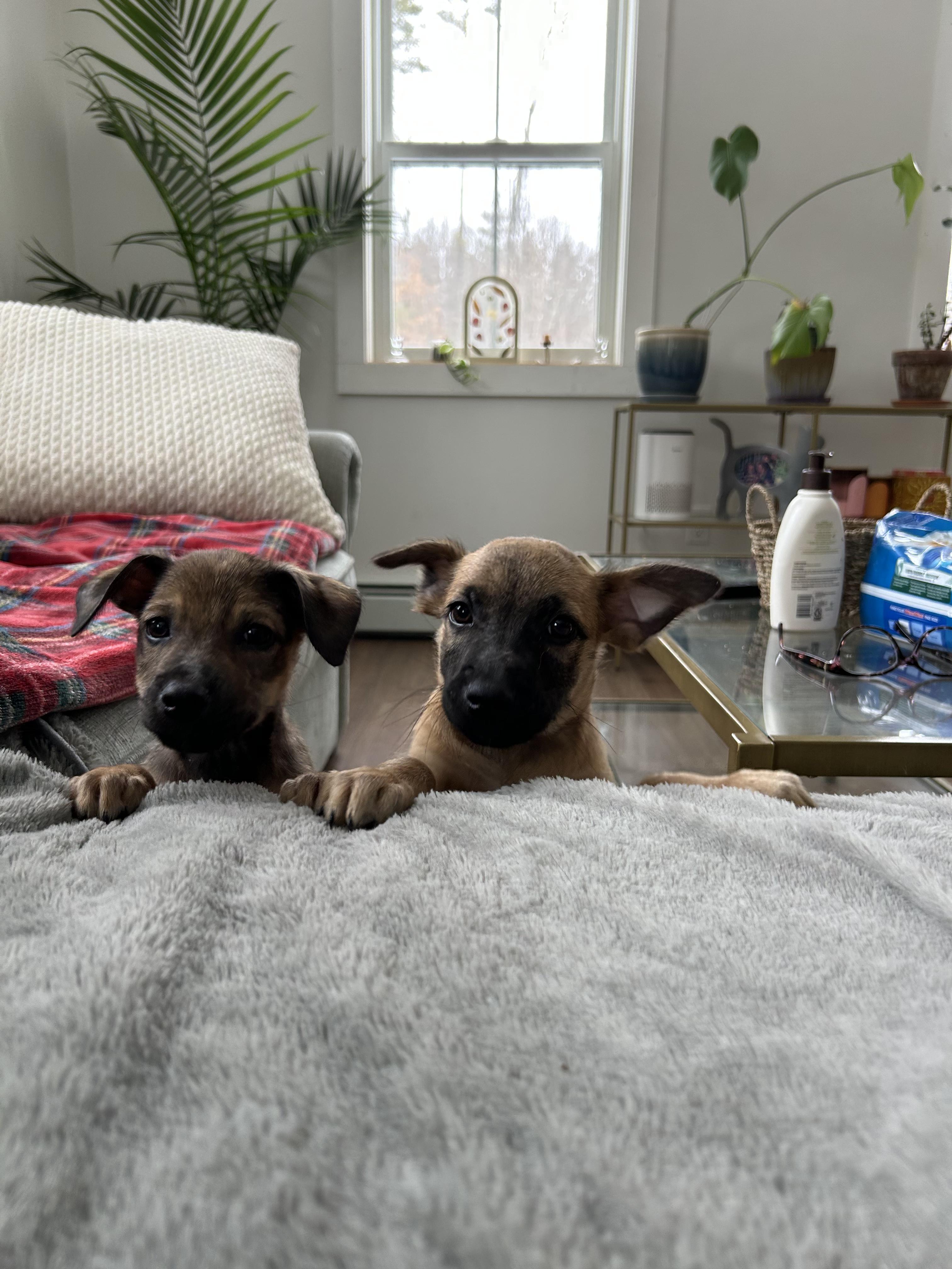 Enlarge Romulus , an adopted mixed breed in Rincon, PR image 2/5