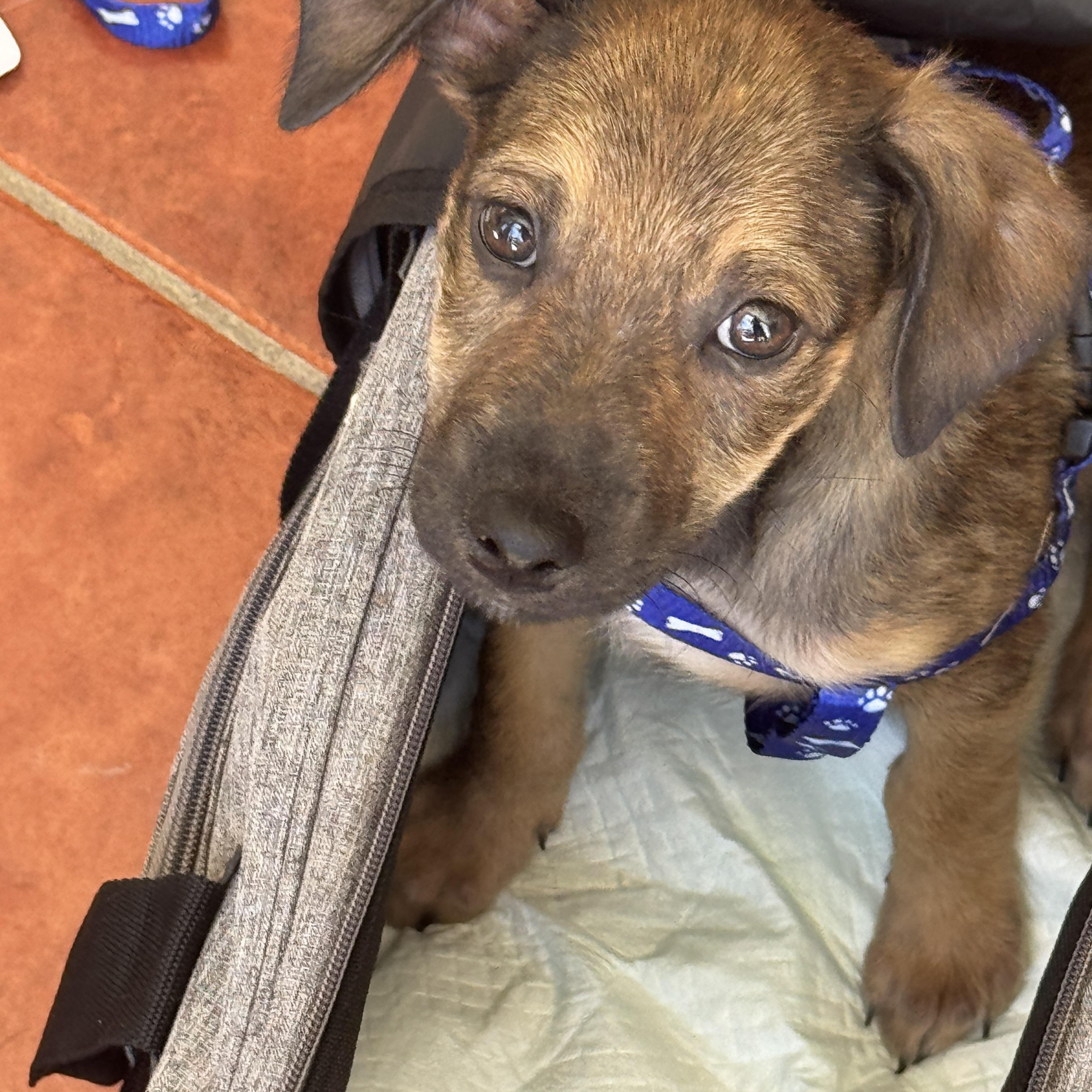 Enlarge Romulus , an adopted mixed breed in Rincon, PR image 1/5