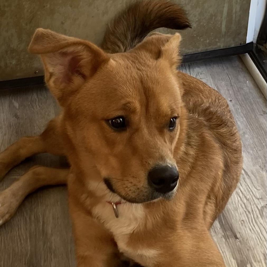 Enlarge Irish, a Adoptable mixed breed in La Grange, KY image 1/6