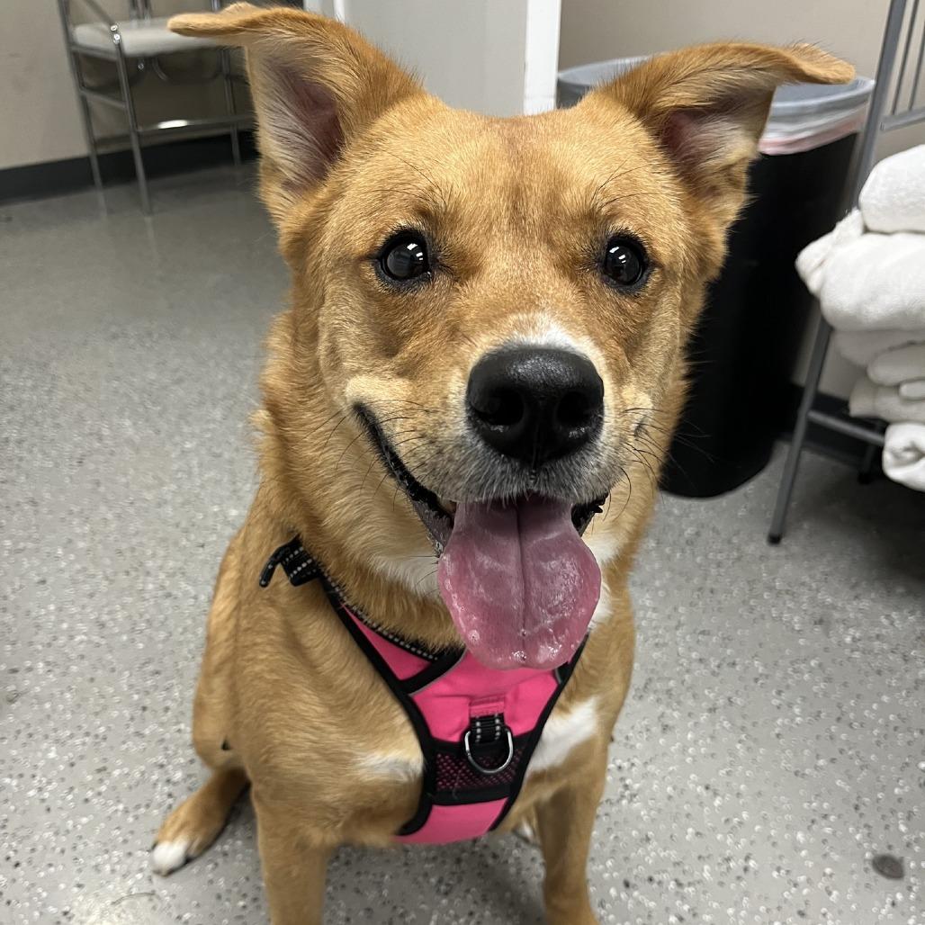 Enlarge Irish, a Adoptable mixed breed in La Grange, KY image 2/6