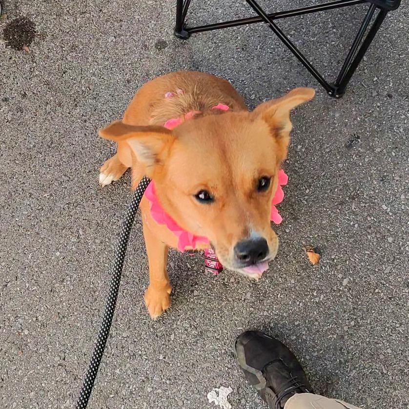 Enlarge Irish, a Adoptable mixed breed in La Grange, KY image 3/6