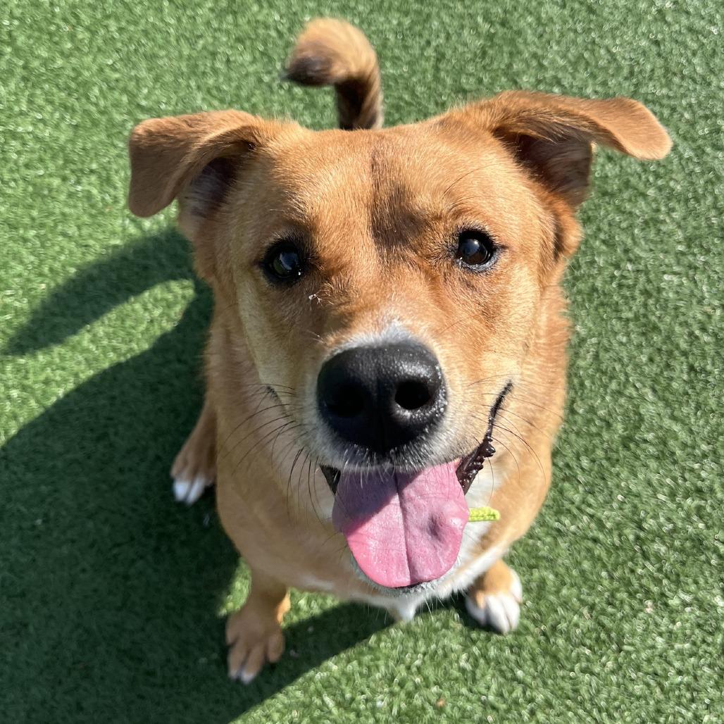 Enlarge Irish, a Adoptable mixed breed in La Grange, KY image 3/6