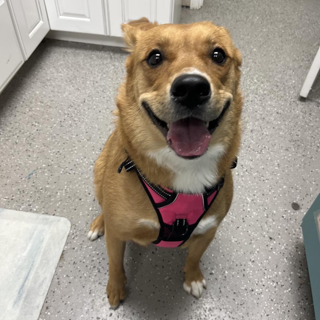 Enlarge Irish, a Adoptable mixed breed in La Grange, KY image 4/6