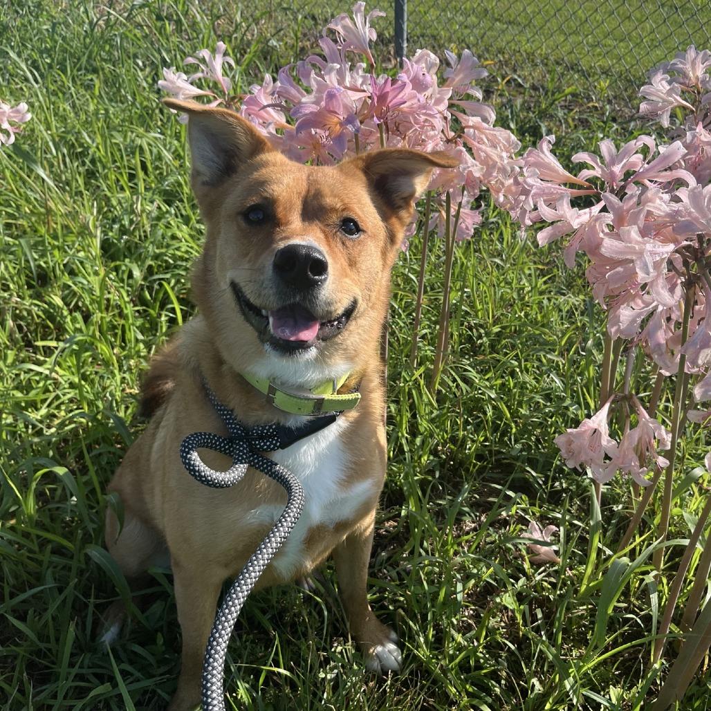 Enlarge Irish, a Adoptable mixed breed in La Grange, KY image 6/6