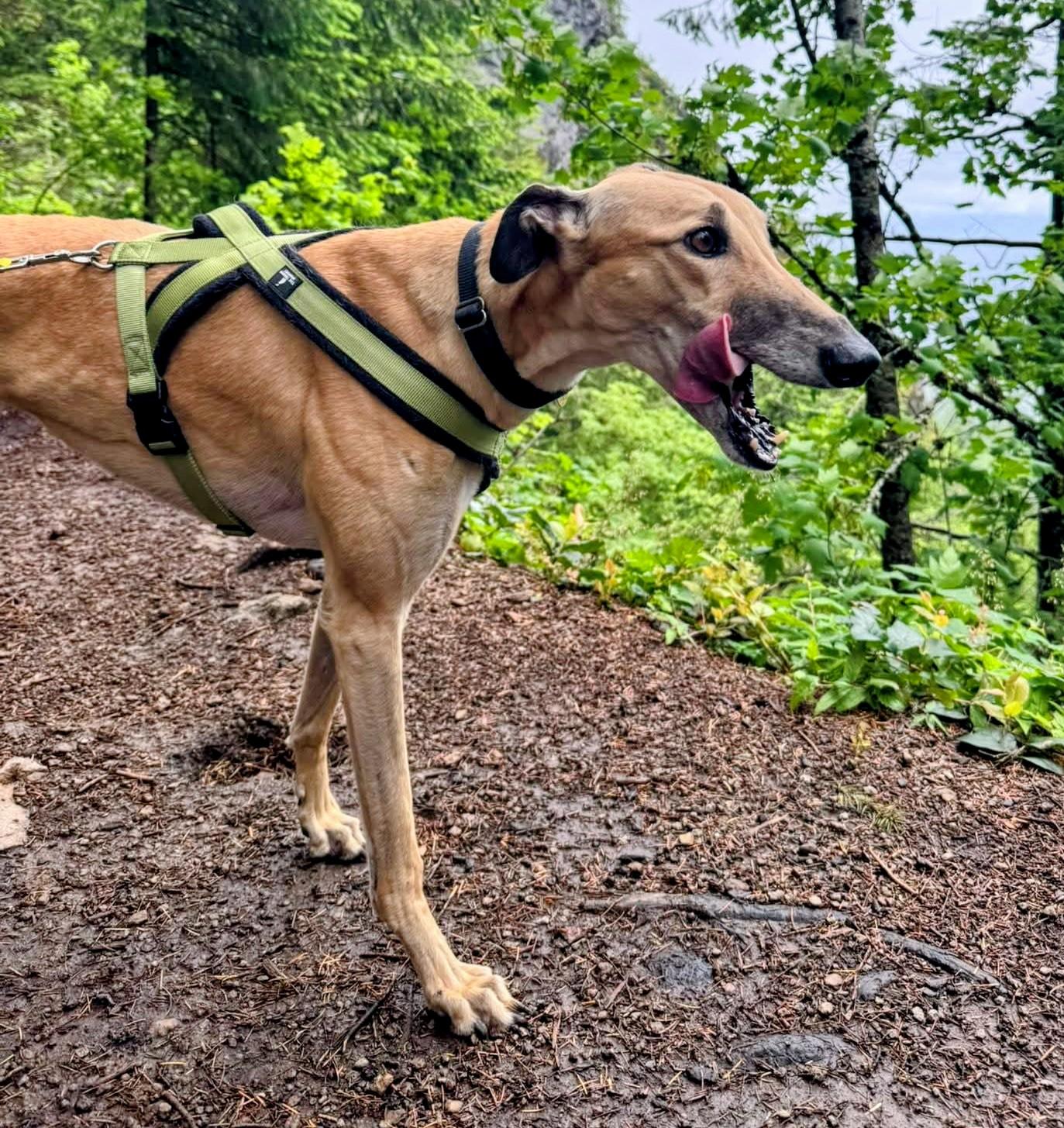 Enlarge Stacy, a ADOPTABLE Greyhound in Seattle, WA image 6/6