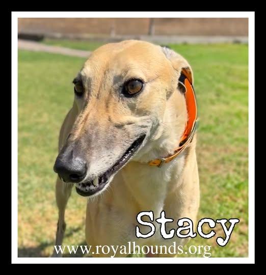 Stacy, a ADOPTABLE Greyhound in Seattle, WA image 1/4