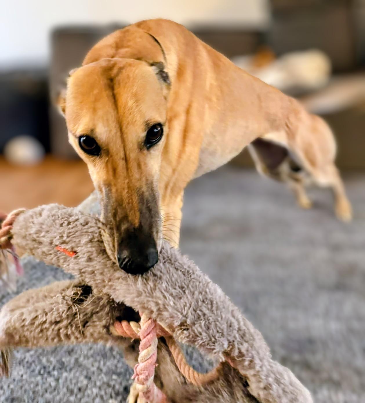 Stacy, a ADOPTABLE Greyhound in Seattle, WA image 4/4